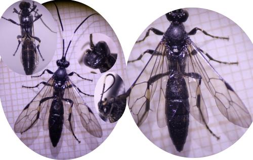 Réf. 317 168 : Stenichneumon militarius